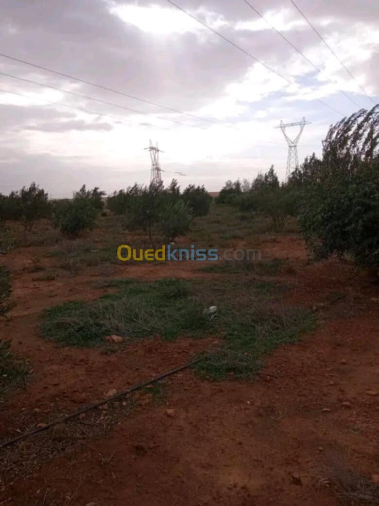 Vente Terrain Djelfa Ain oussara