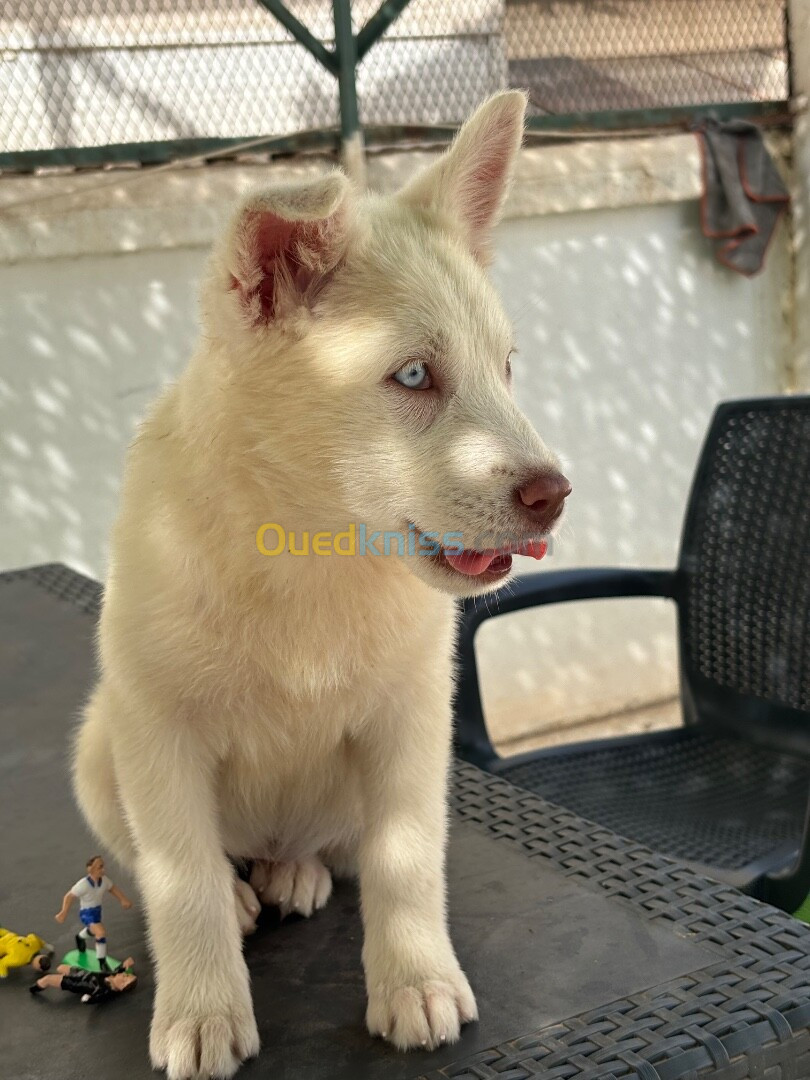 Husky Siberian pure race 