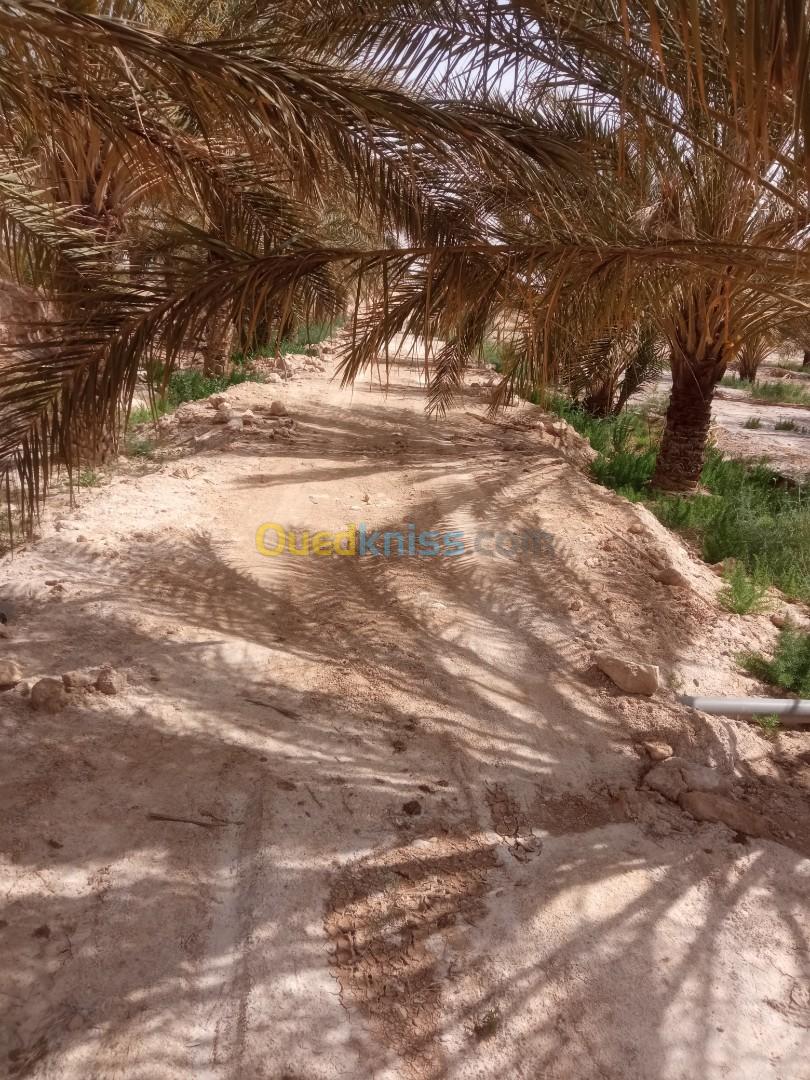 Vente Terrain Agricole Biskra Lioua