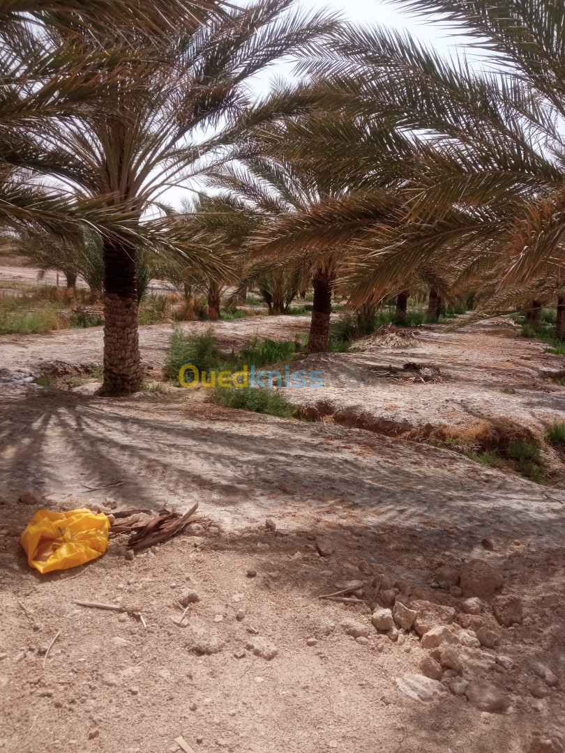 Vente Terrain Agricole Biskra Lioua