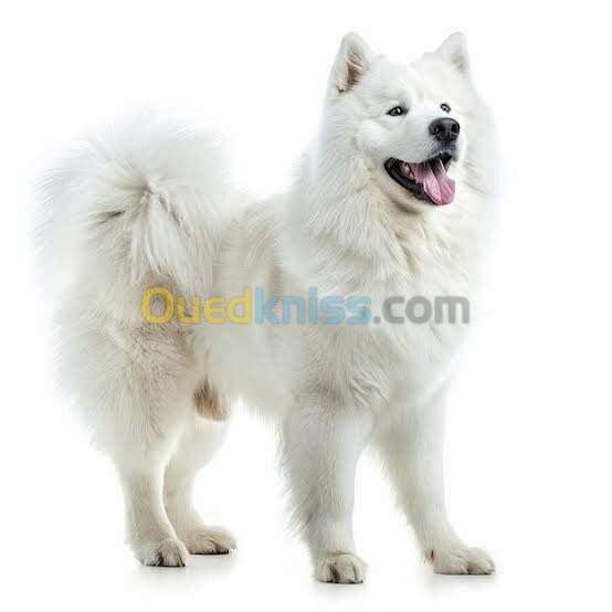 Chien husky 9 mois race pure 