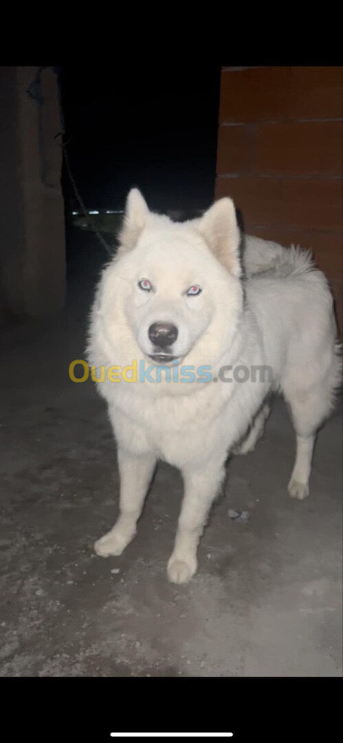 Chien husky 9 mois race pure 