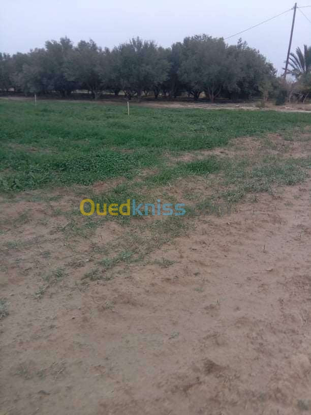 Vente Terrain Agricole Djelfa Zaafrane