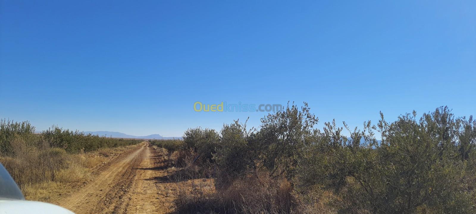 Vente Terrain Agricole Djelfa Benhar