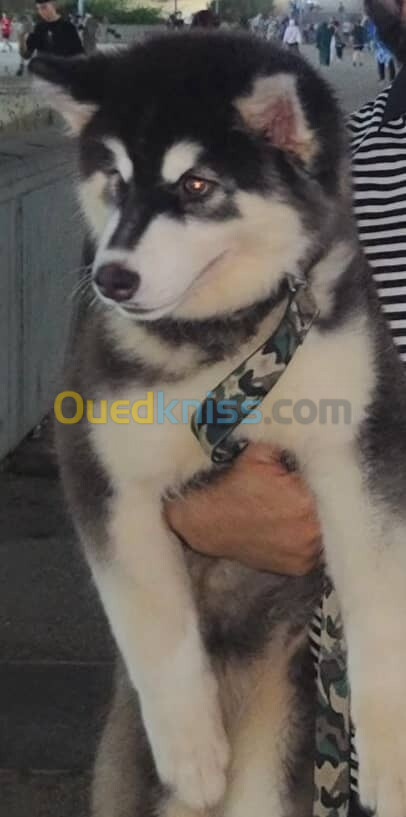 Femelle husky 5mois 