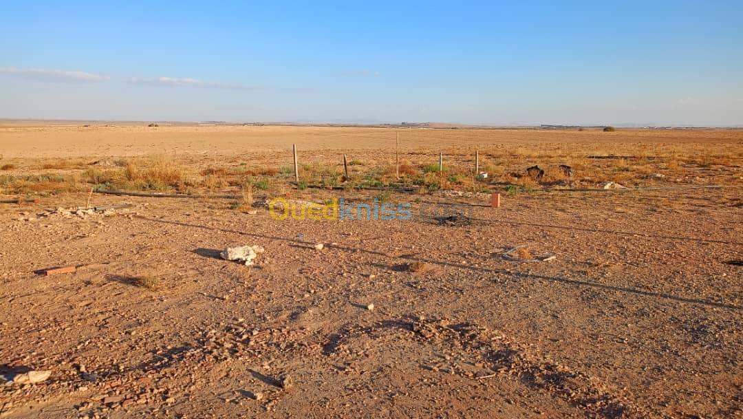 Vente Terrain Agricole Djelfa Benhar