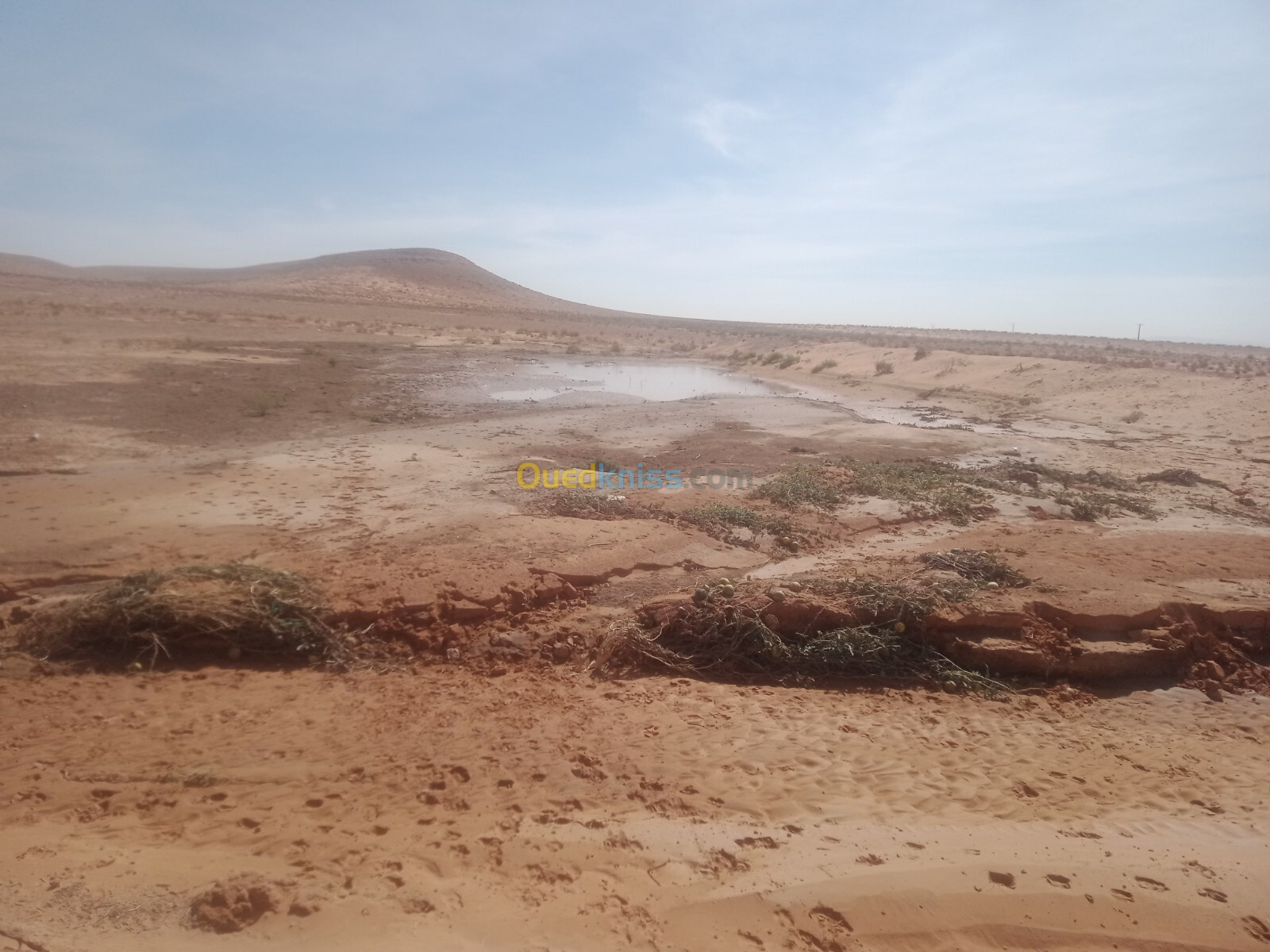 Vente Terrain Agricole Djelfa El khemis