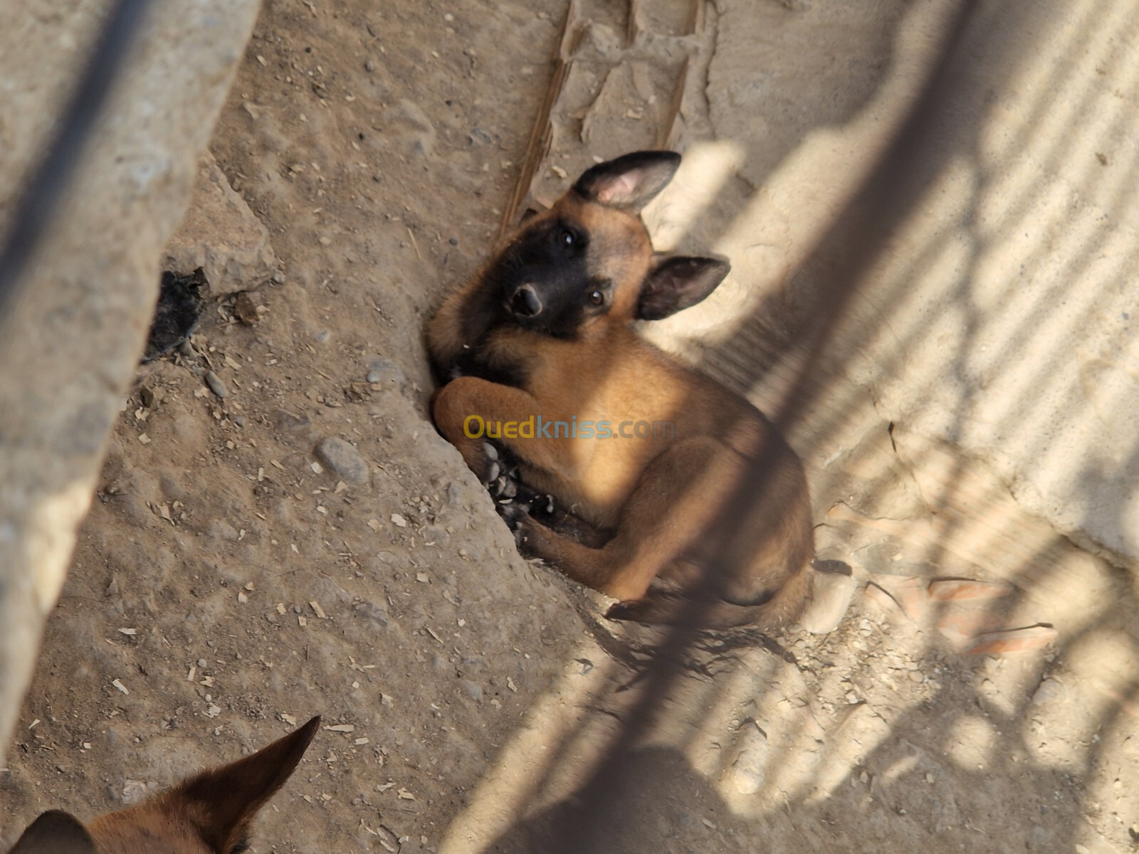 Chiot malinois 