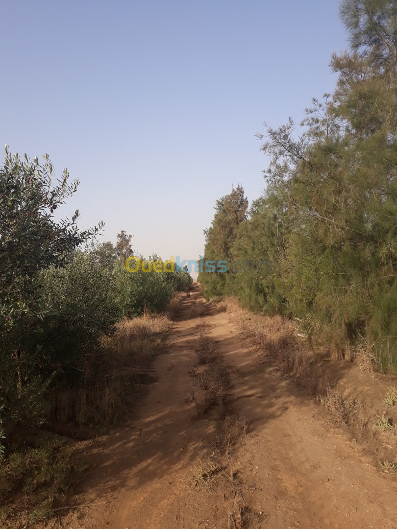 Vente Terrain Agricole Djelfa Ain oussara