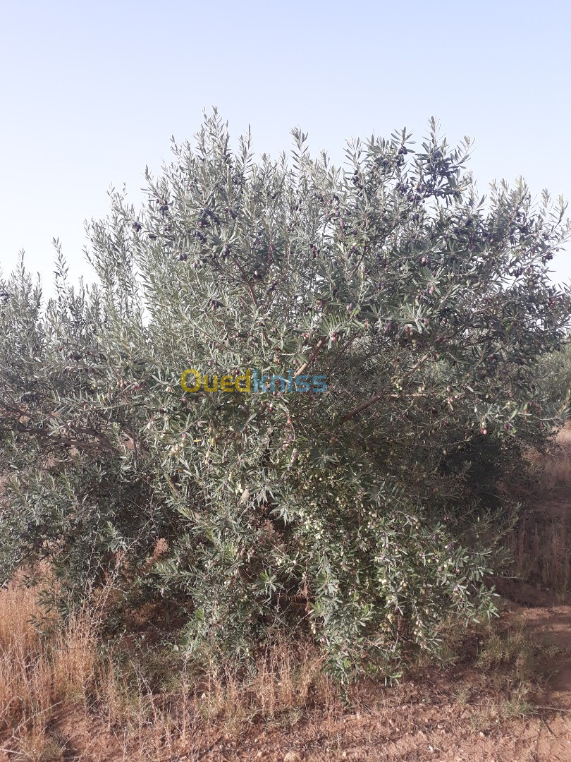 Vente Terrain Agricole Djelfa Ain oussara