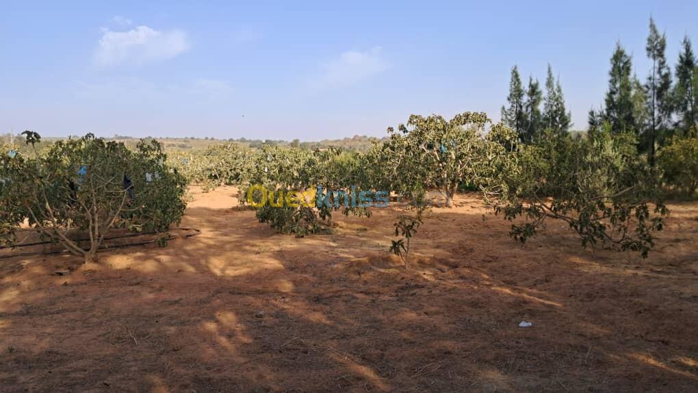 Vente Terrain Mostaganem Ouled el kheir