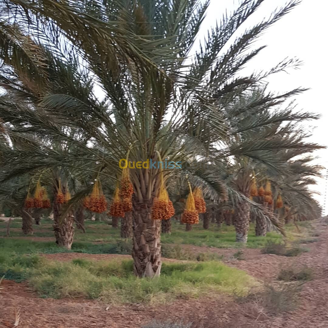 Vente Terrain Agricole Biskra Biskra