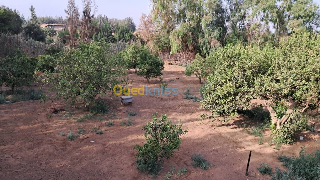 Vente Terrain Mostaganem Ouled el kheir