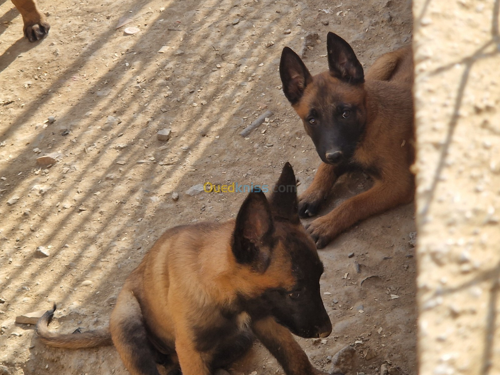 Chiot malinois 