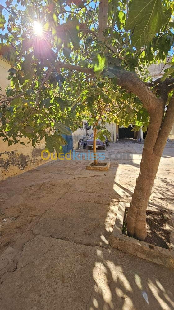 Vente Carcasse Sidi Bel Abbès Sidi bel abbes