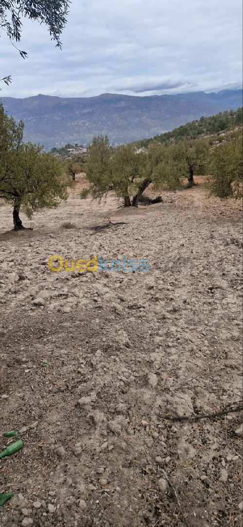 Vente Terrain Agricole Béjaïa Akbou