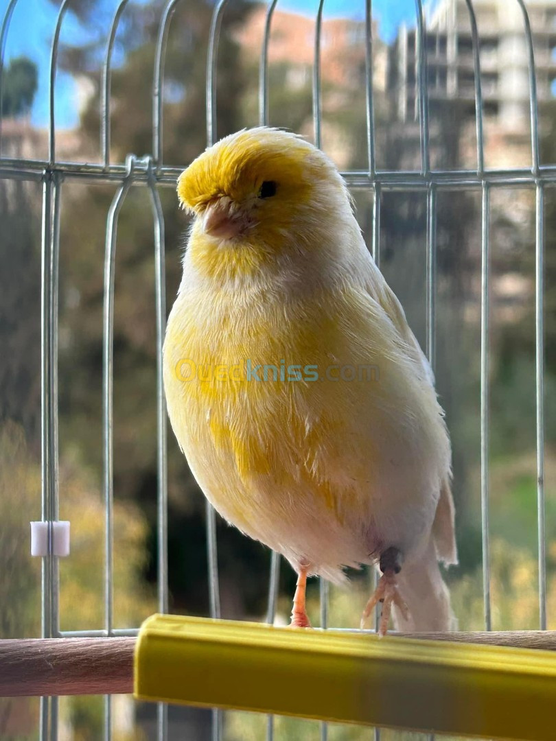 Canari Gloster Male adulte 22 