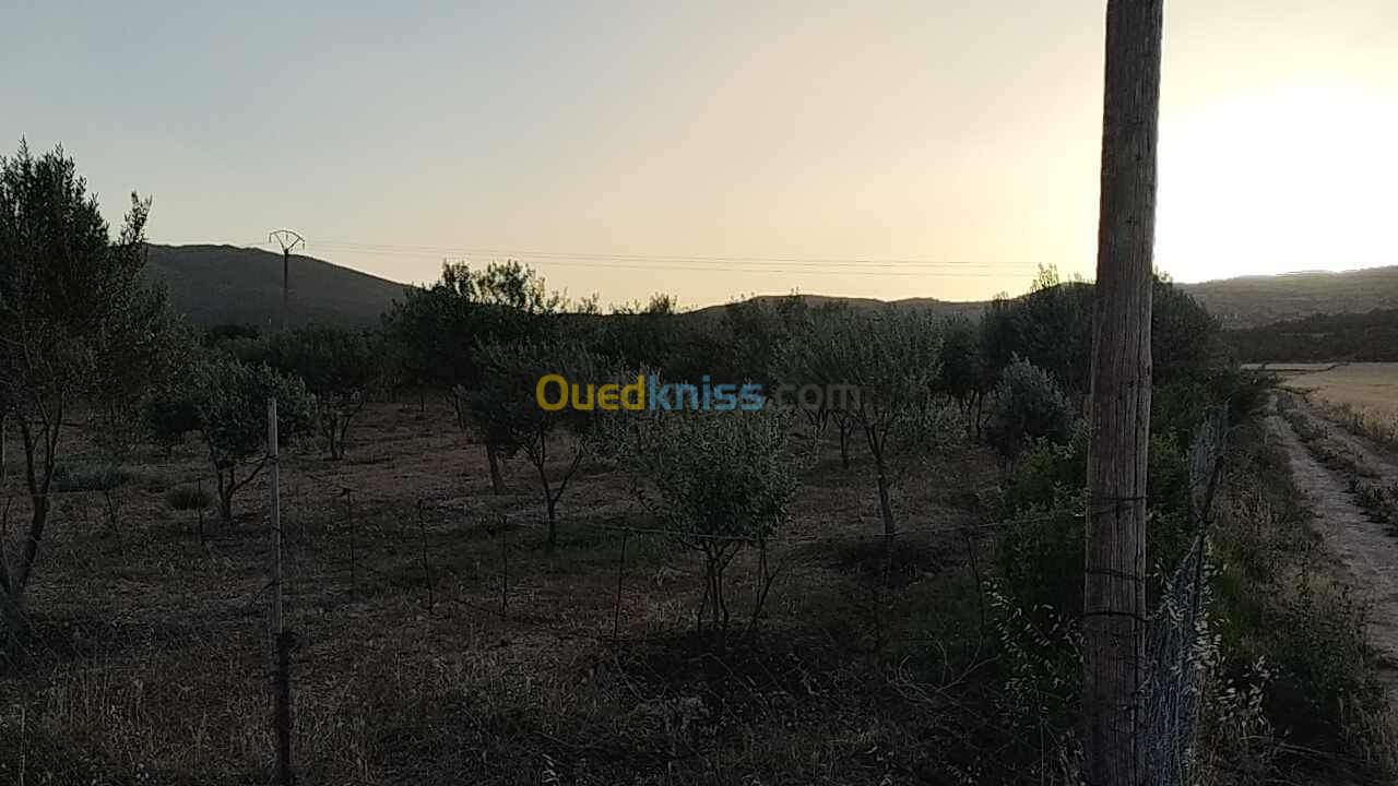 Vente Terrain Agricole Batna Zanat el beida