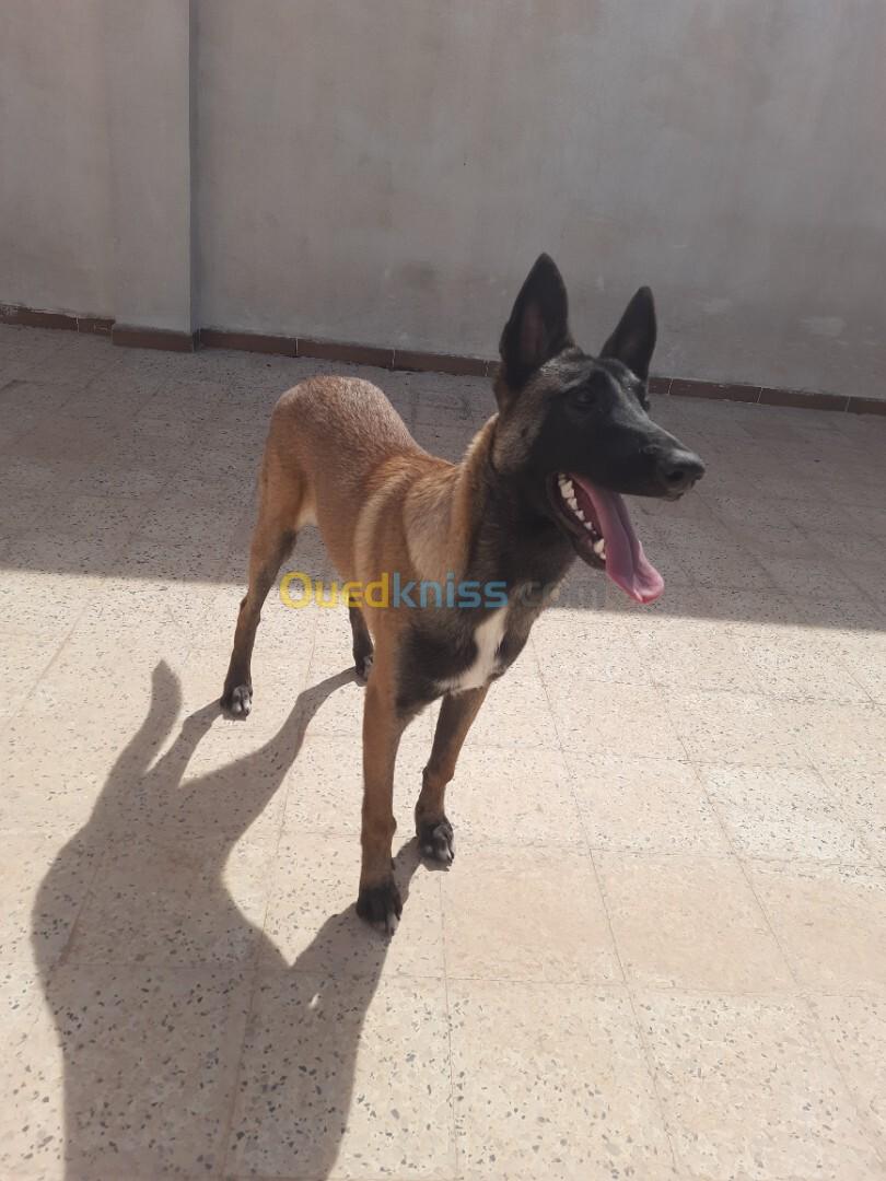 Chiot malinois