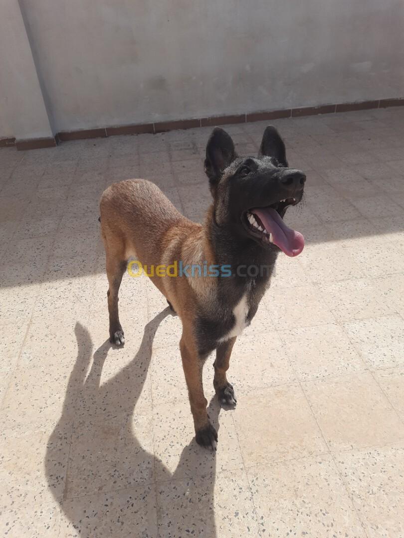 Chiot malinois