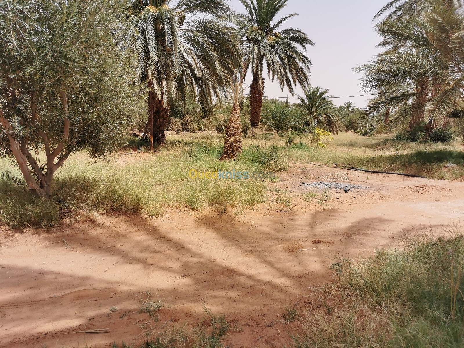 Vente Terrain Ghardaïa El guerrara