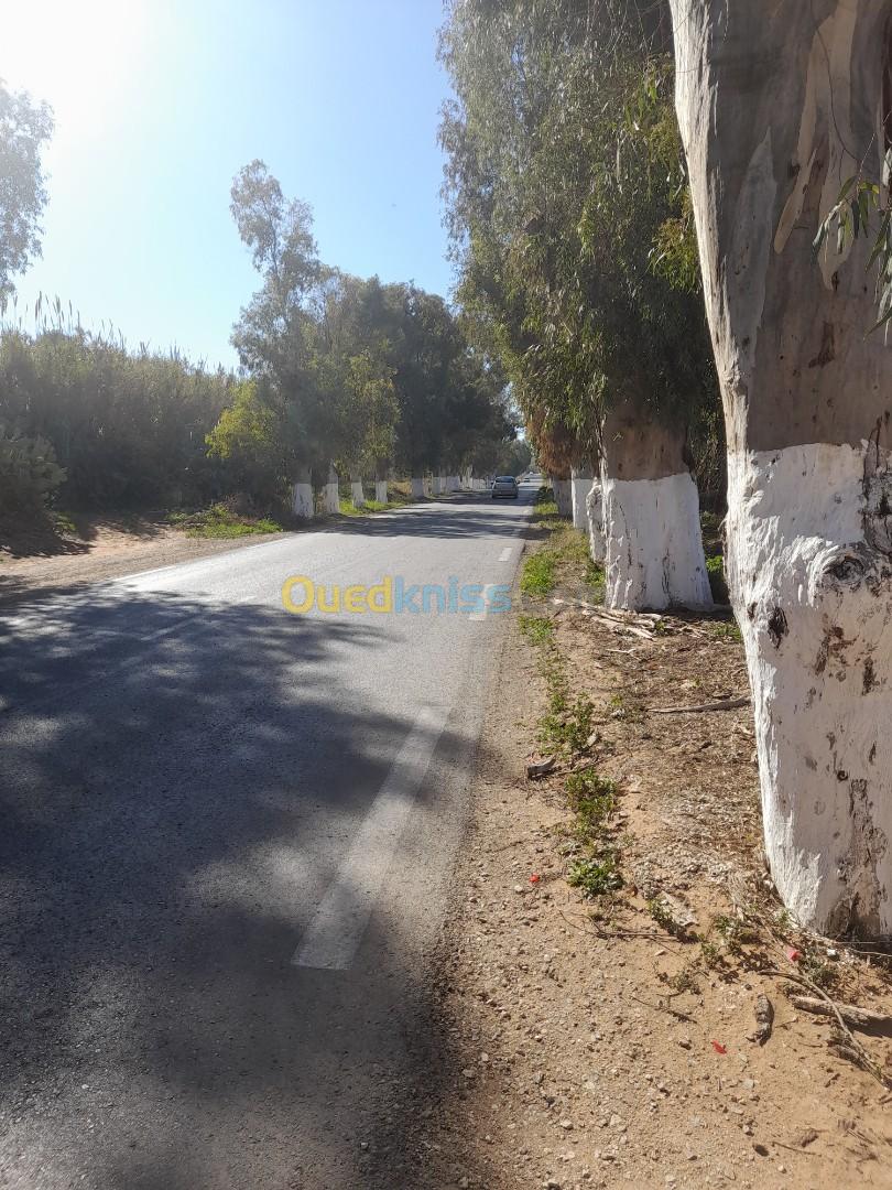 Vente Terrain Agricole Mostaganem Hassi maameche