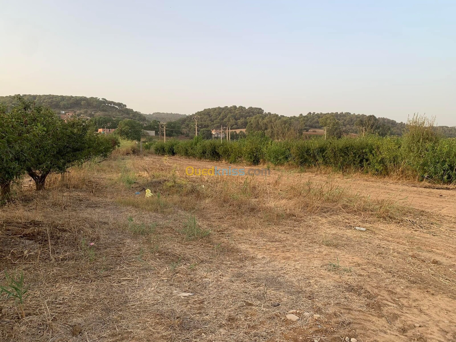 Vente Terrain Agricole Tipaza Tipaza