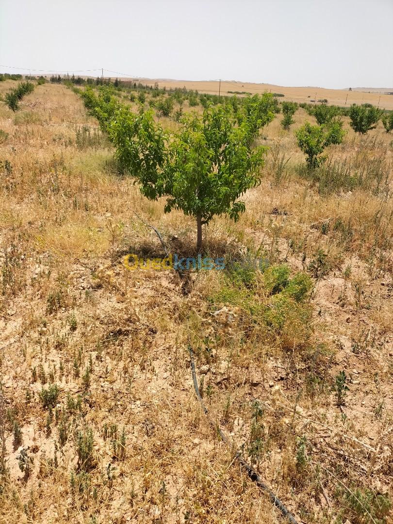 Vente Terrain Agricole Djelfa Birine