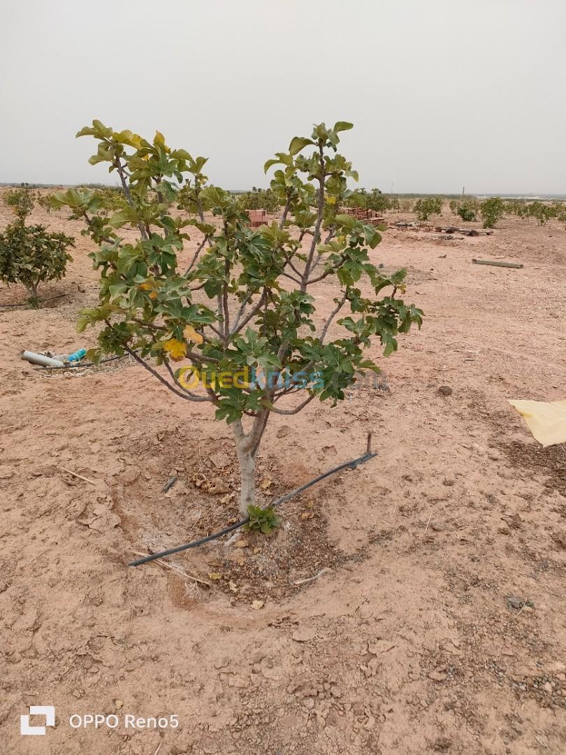 Vente Terrain Agricole Biskra Ourlala