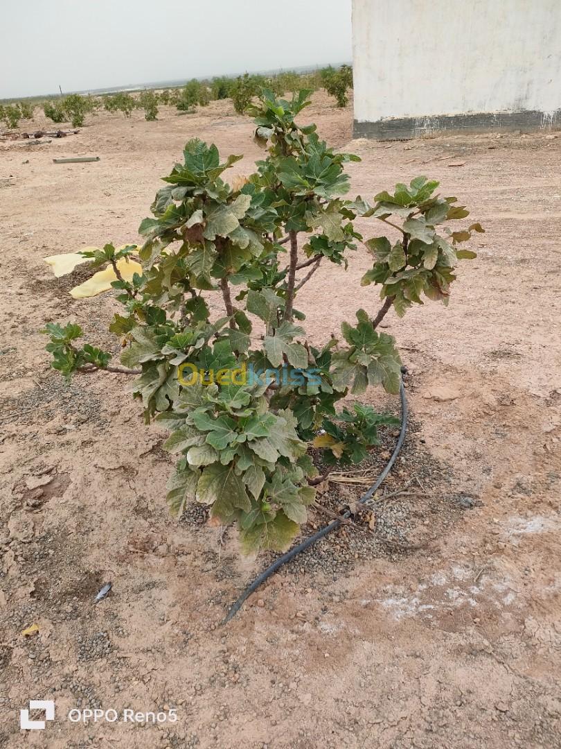 Vente Terrain Agricole Biskra Ourlala