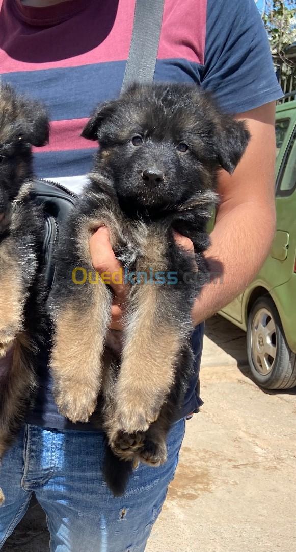 Top chiot Berger Allemand