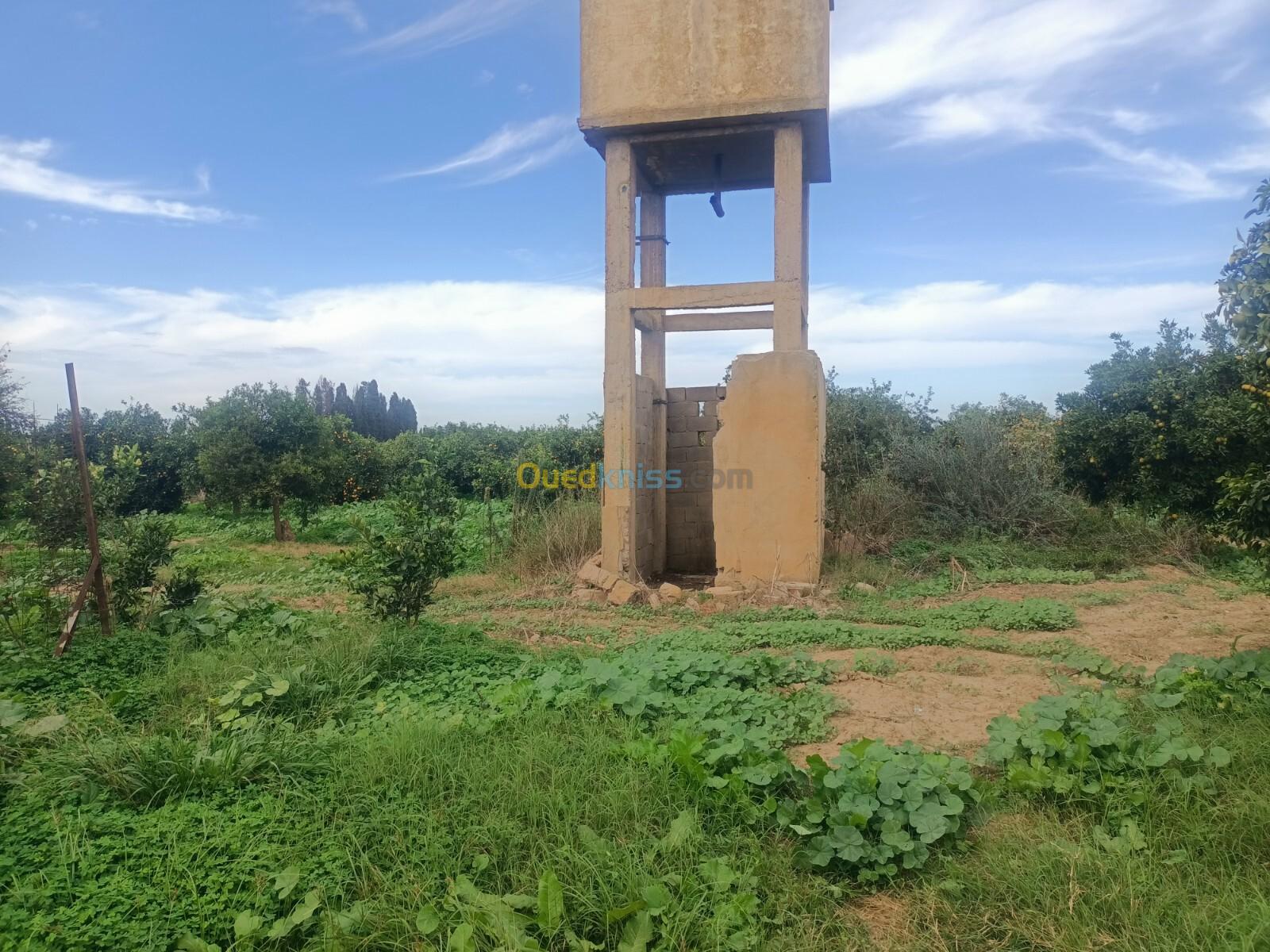 Vente Terrain Agricole Tipaza Ahmar el ain