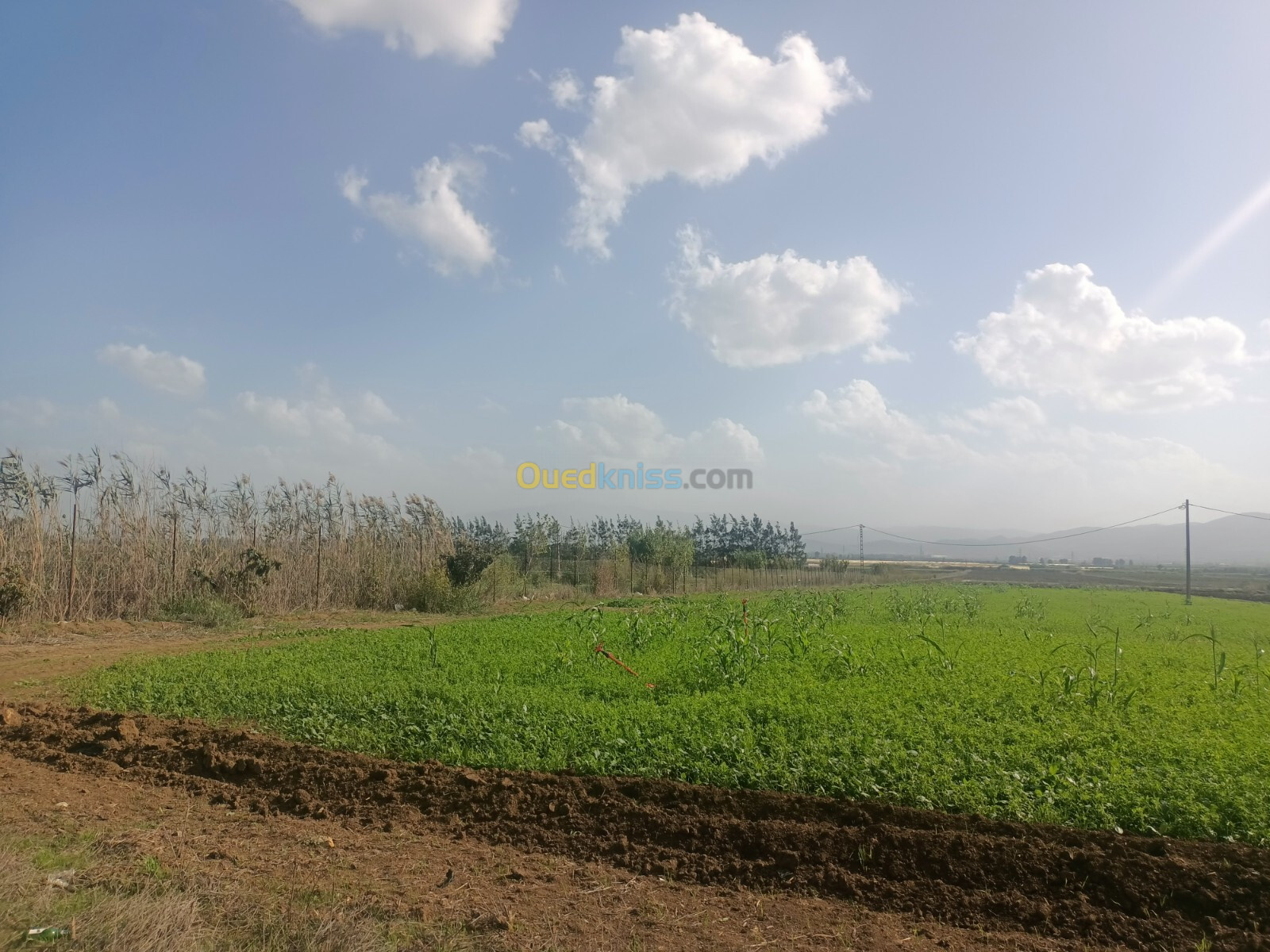 Vente Terrain Agricole Tipaza Sidi rached