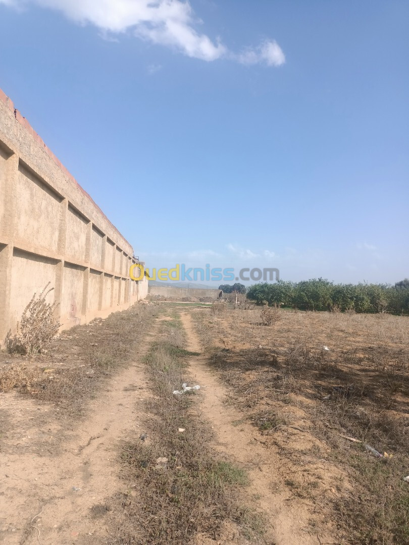 Vente Terrain Agricole Tipaza Sidi rached