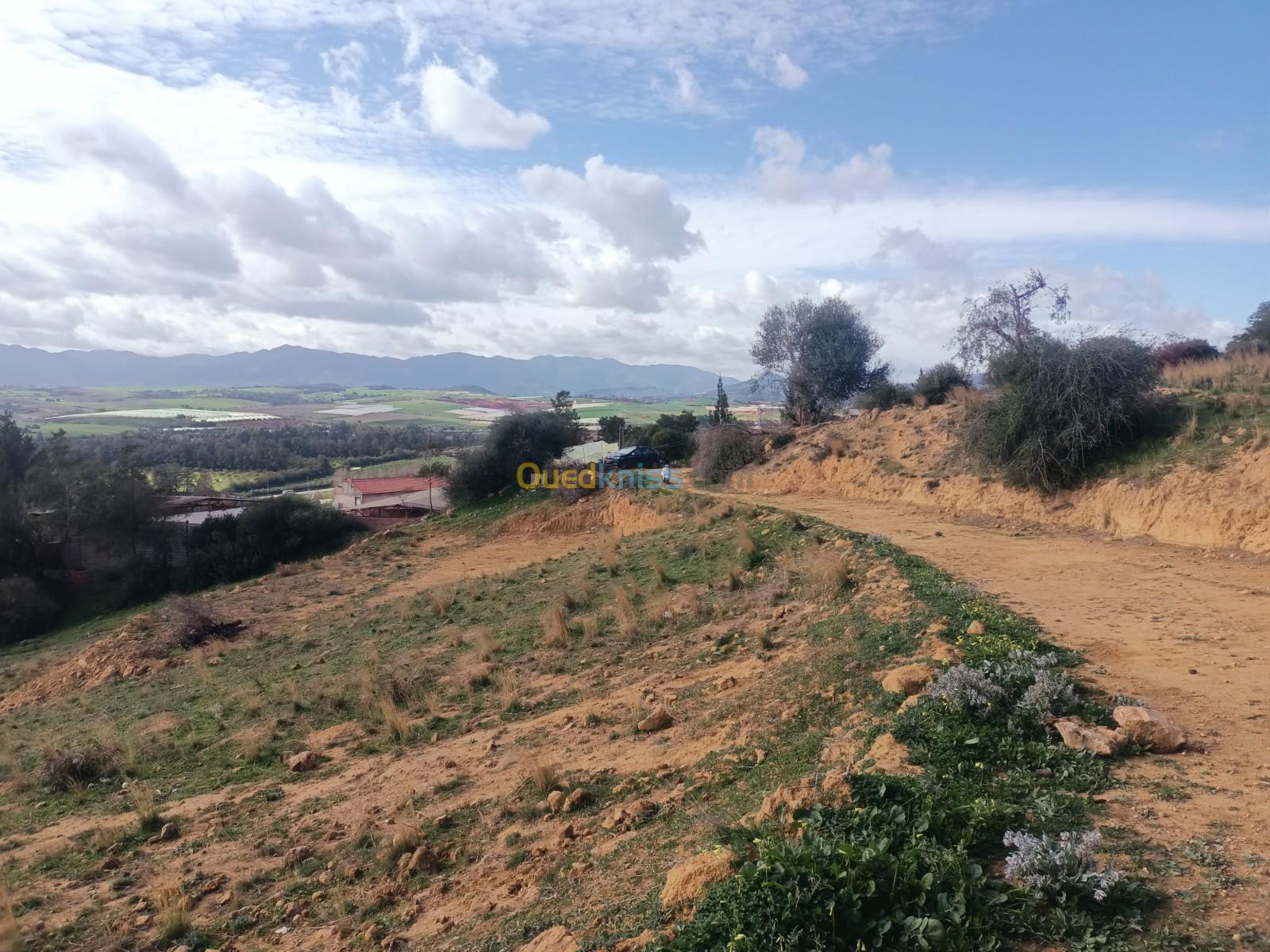 Vente Terrain Agricole Tipaza Nador