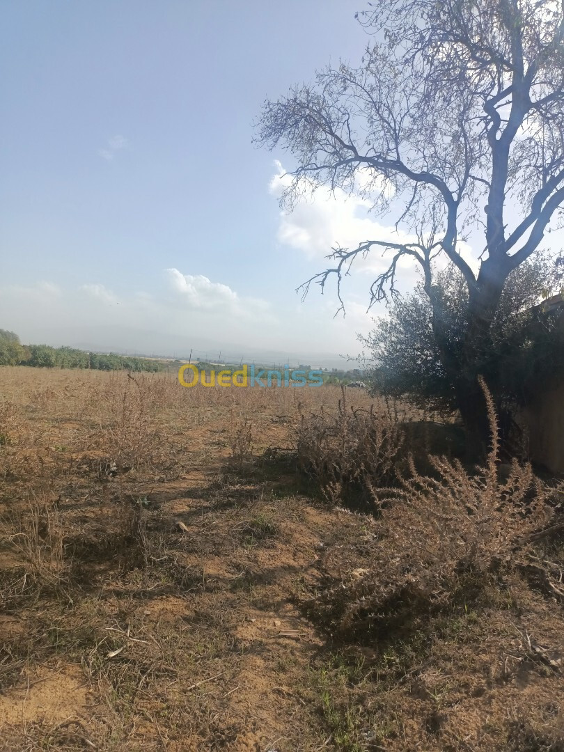 Vente Terrain Agricole Tipaza Sidi rached