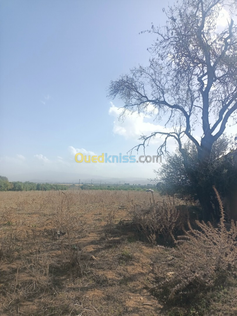 Vente Terrain Agricole Tipaza Sidi rached