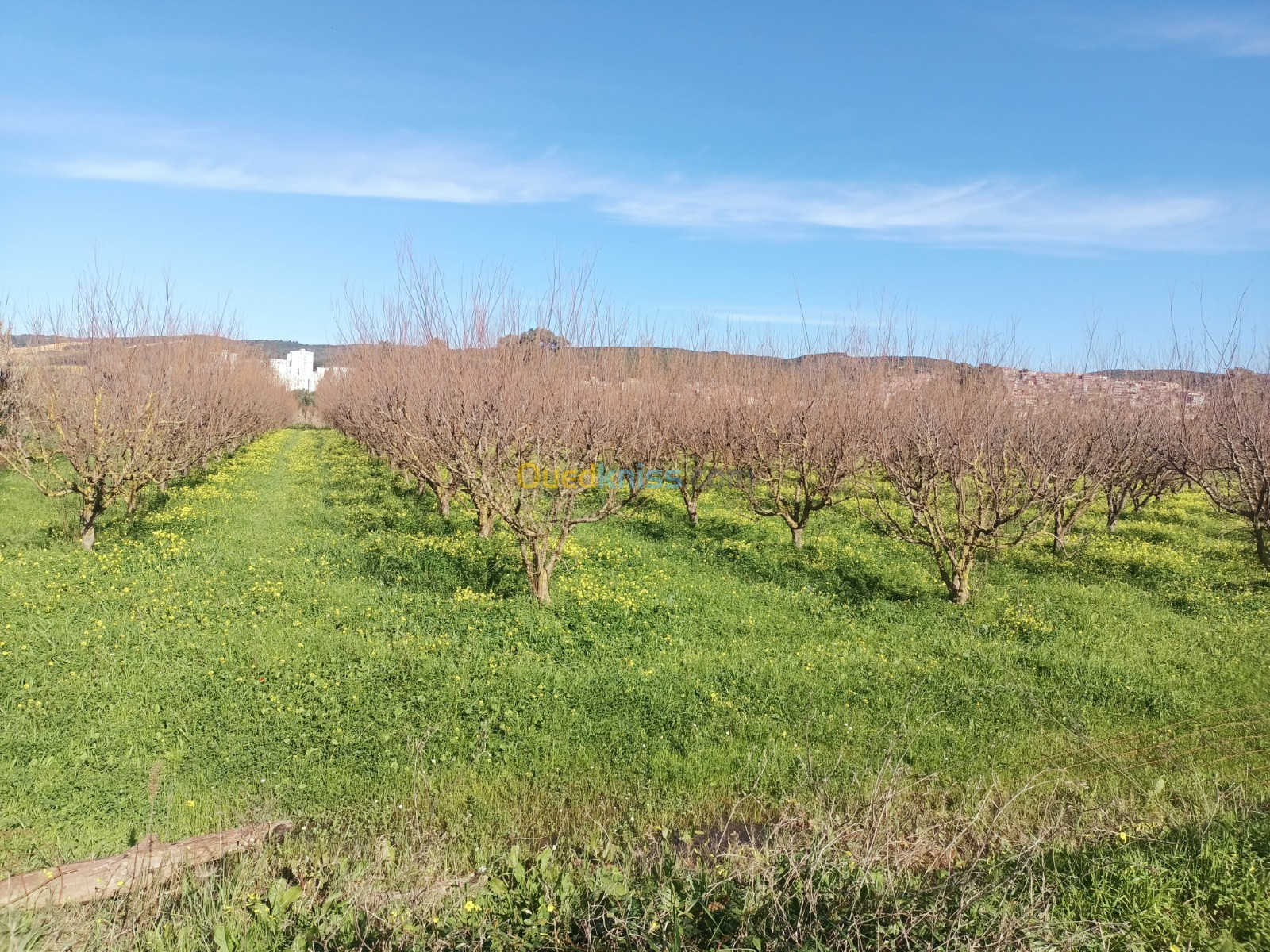 Vente Terrain Agricole Tipaza Attatba