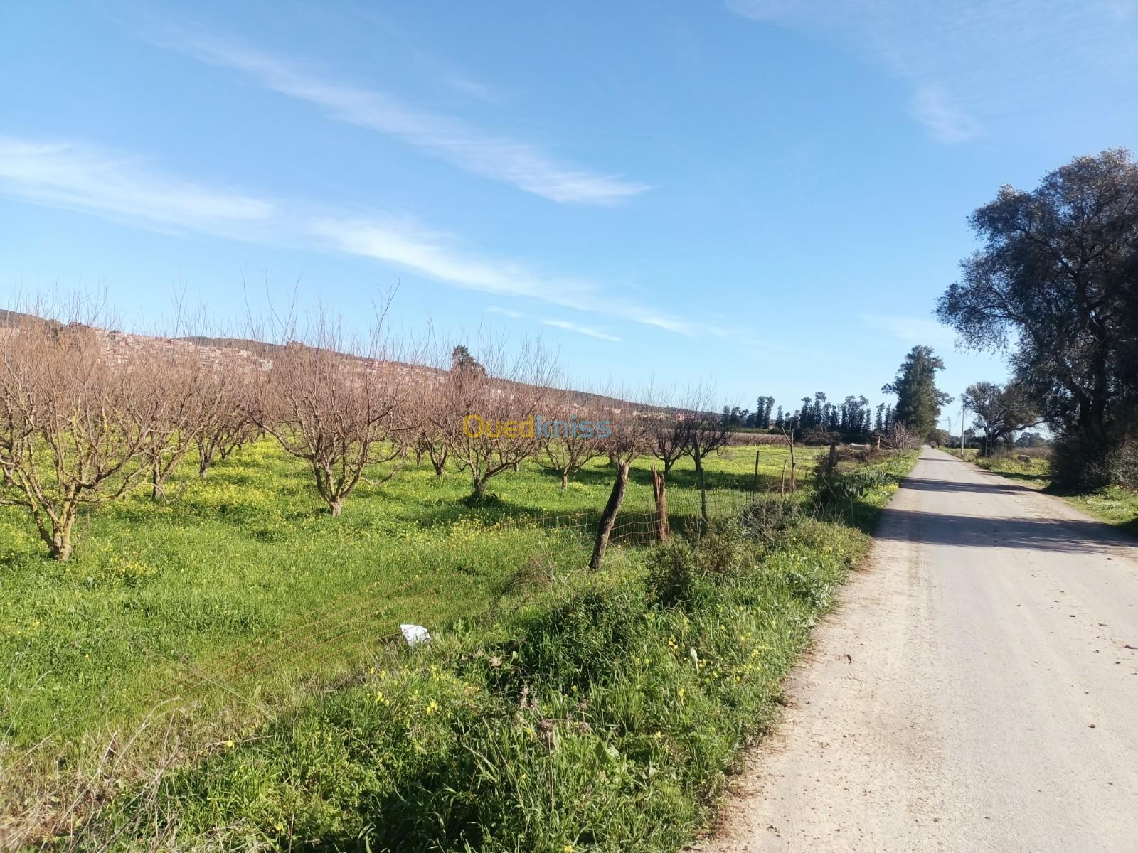 Vente Terrain Agricole Tipaza Attatba