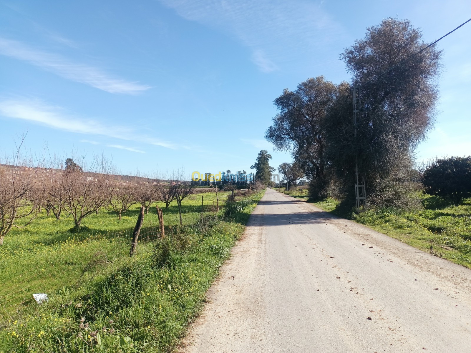 Vente Terrain Agricole Tipaza Attatba