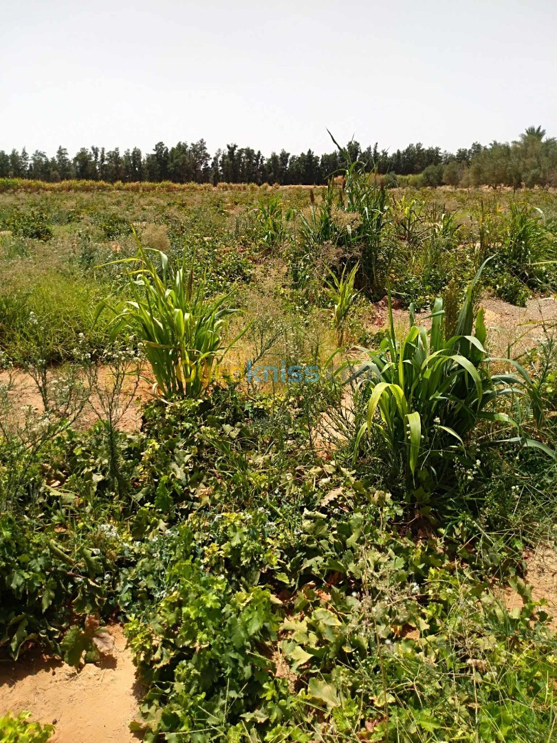 Vente Terrain Agricole El Menia Hassi Gara