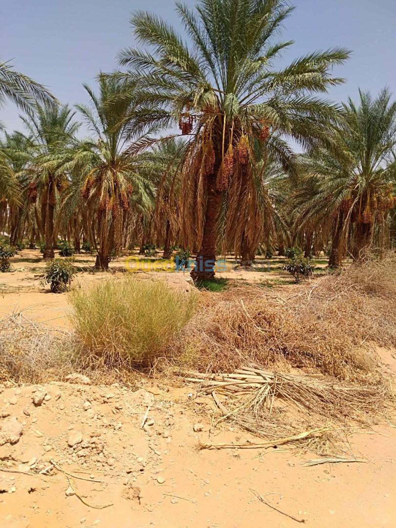 Vente Terrain Agricole El Menia Hassi Gara