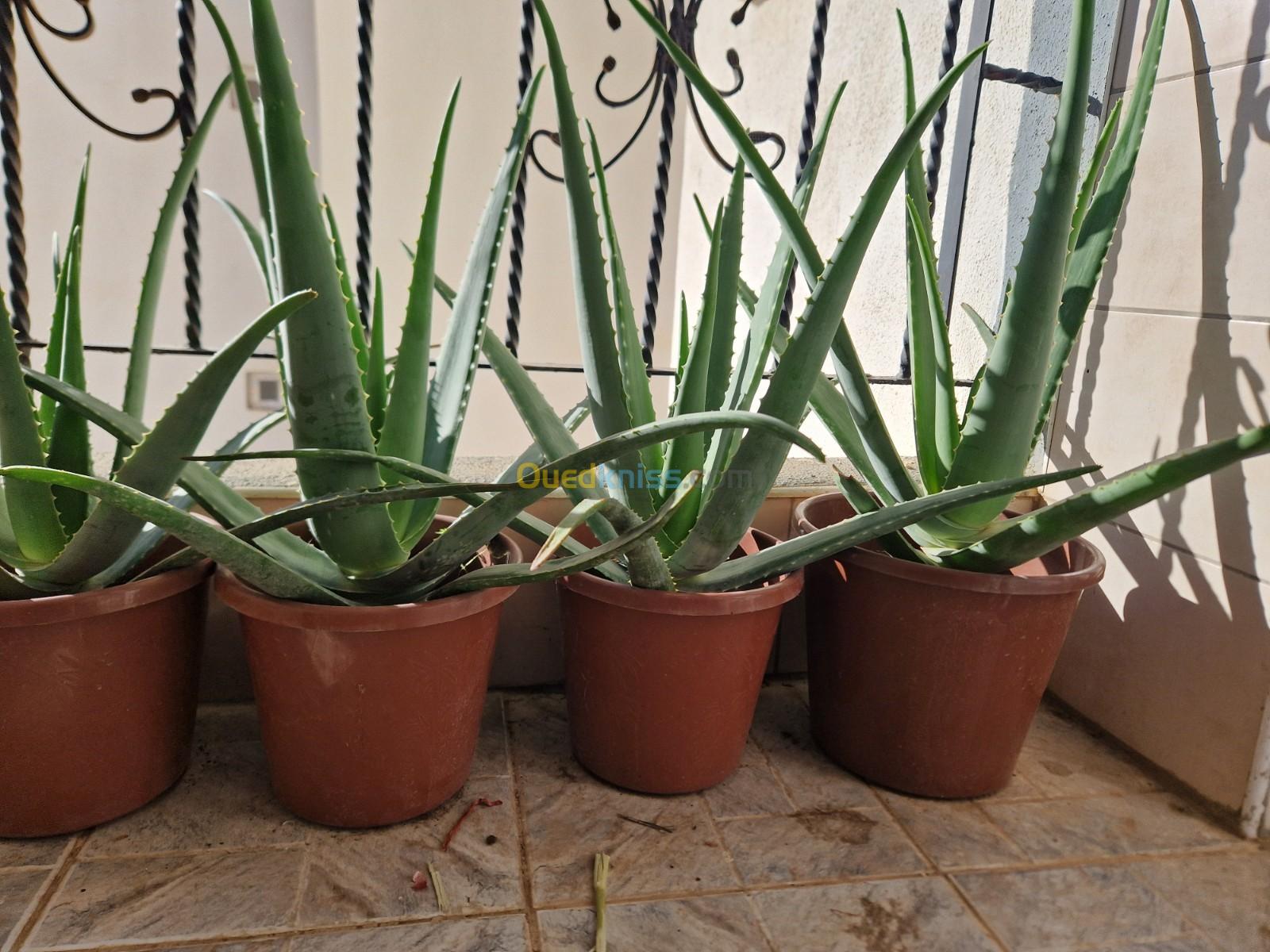 Plants Aloe Vera Barbadensis 