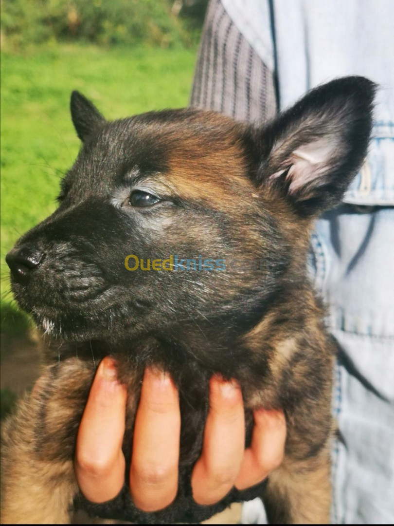 Des chiots malinois mâles et une femelle masque noire agé 46 jours.