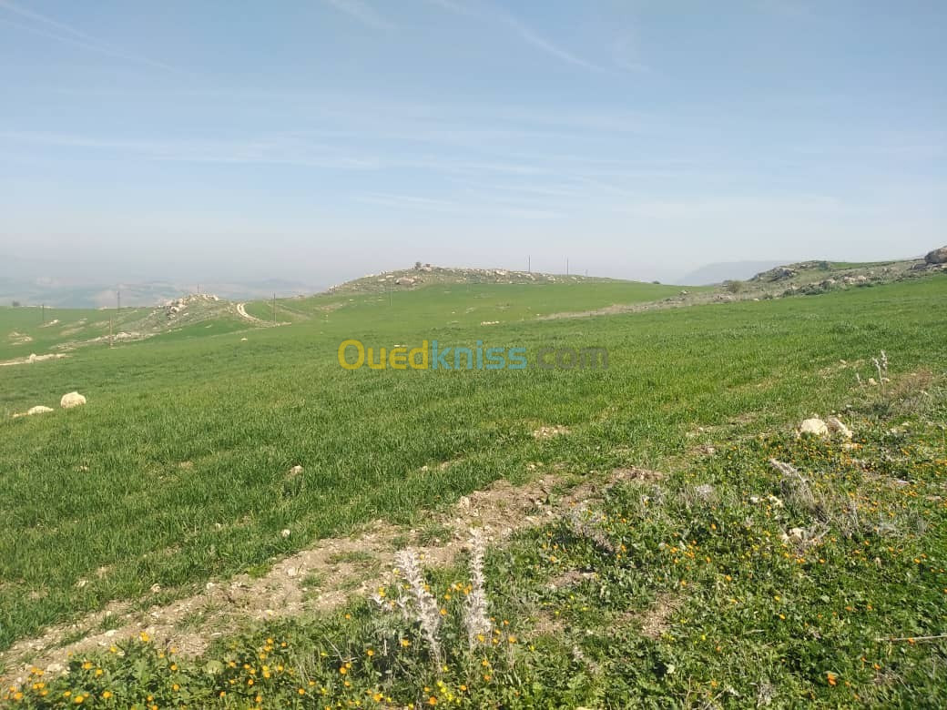 Vente Terrain Agricole Constantine Ibn ziad