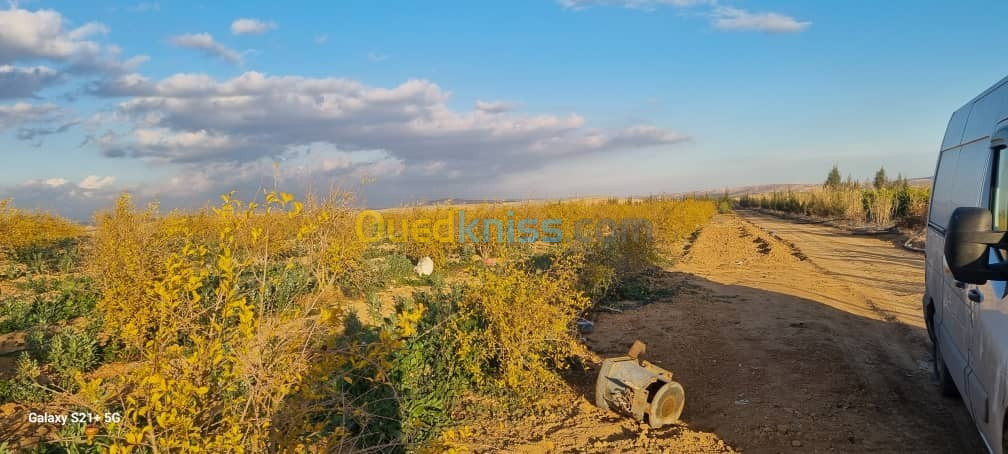 Vente Terrain Mostaganem El hassiane