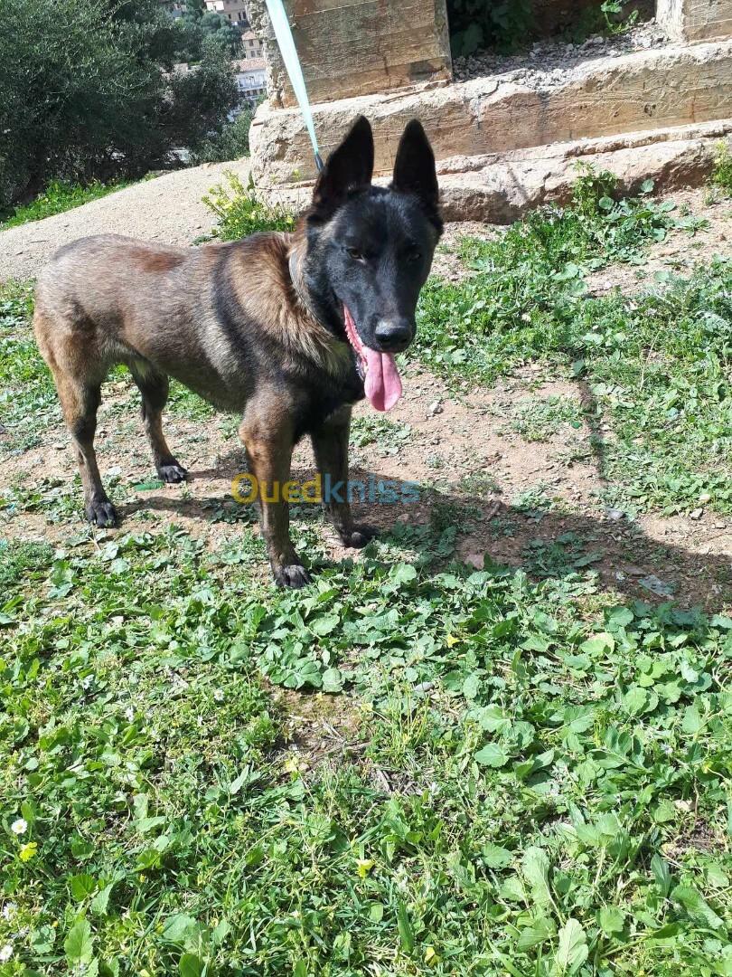 Chien berger malinois charboné 