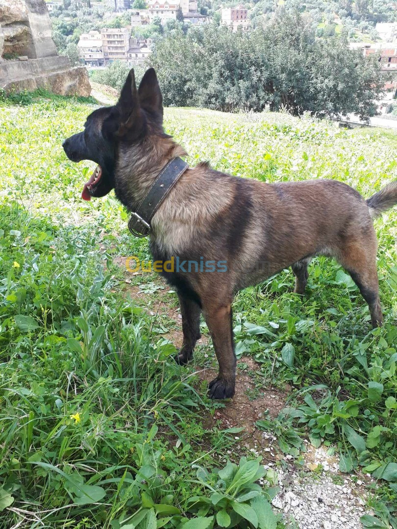 Chien berger malinois charboné 