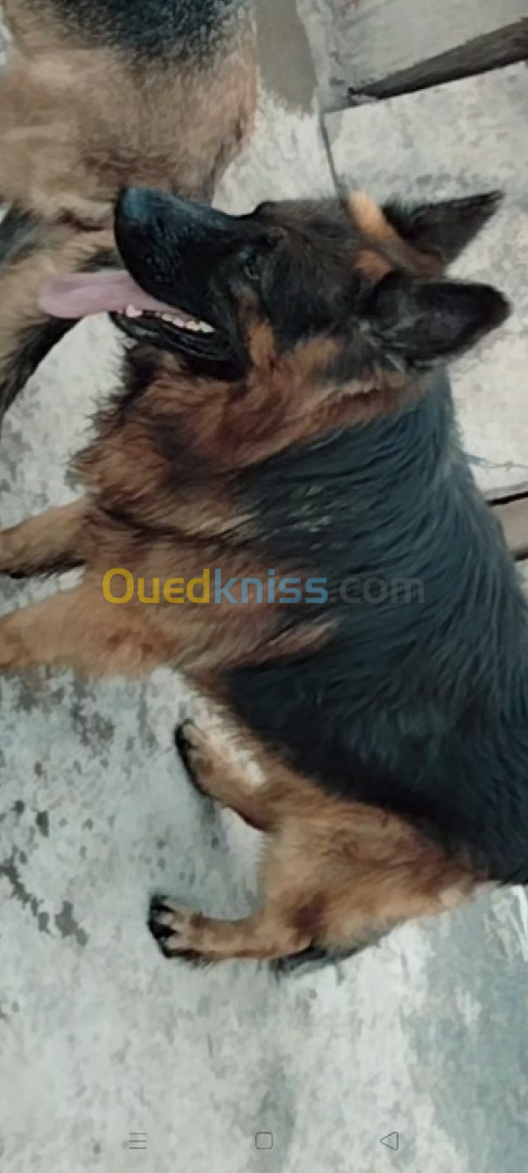 chien berger allemand vrai rasse