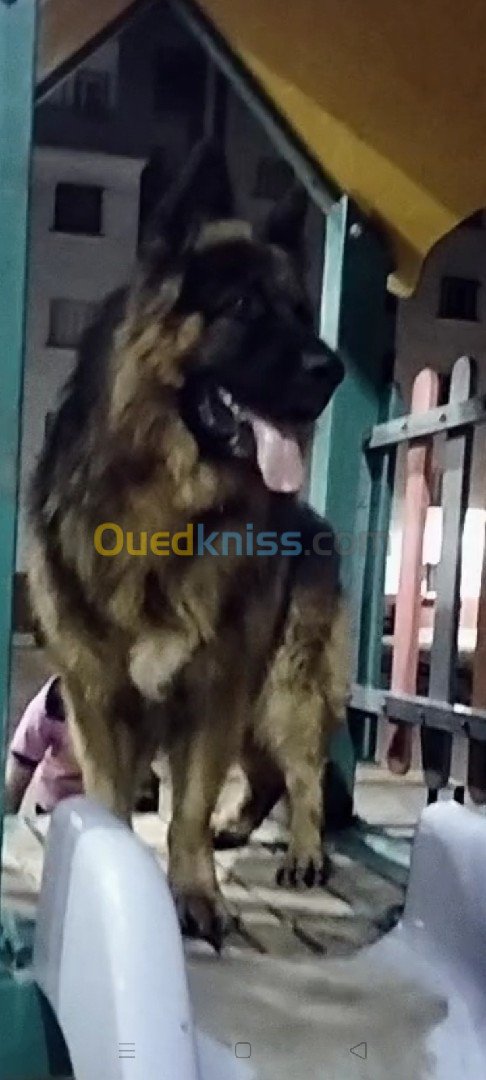 chien berger allemand vrai rasse